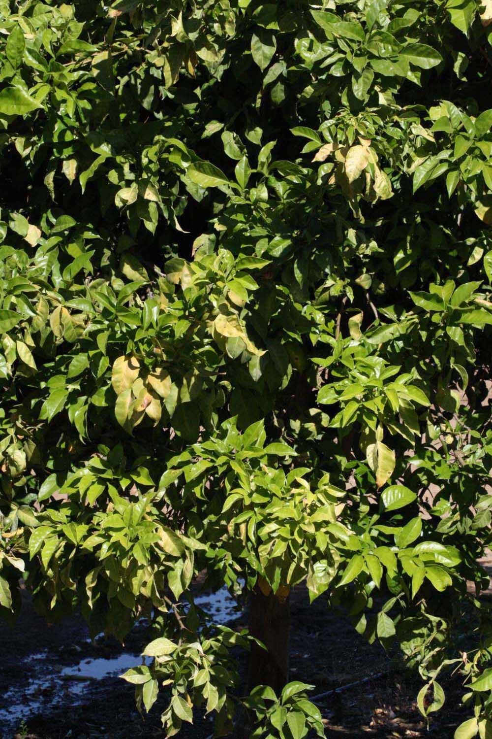            Habit (Riverside, CA)   